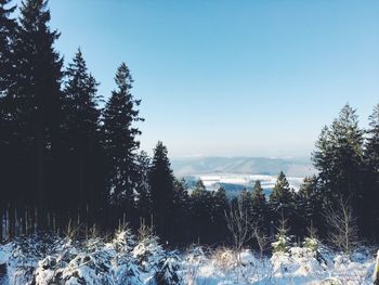 Trees on field against clear sky during winter