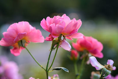 Close-up of red flowering plant