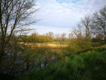 Scenic view of grass and trees against sky