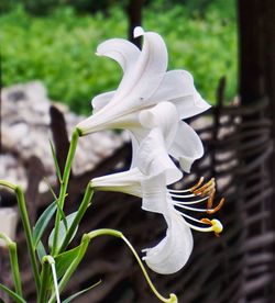 Close-up of white flowers