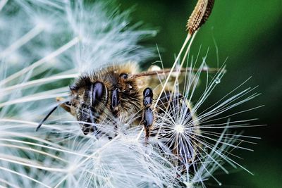 Close-up of bee on dandelion