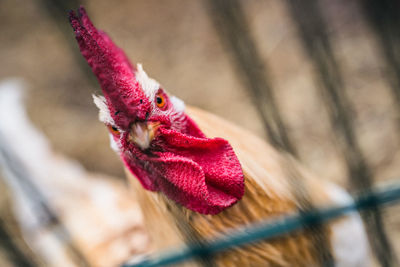 Close-up portrait of rooster