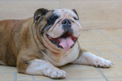 Close-up of dog sitting on floor at home