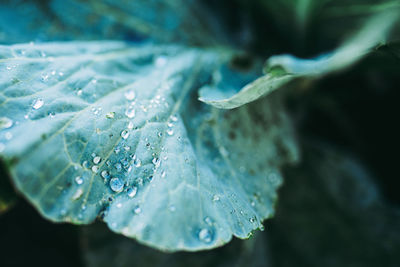 Close-up of water drops on leaves