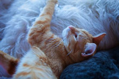 Close-up of tiger relaxing