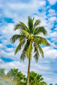 Low angle view of tree against sky