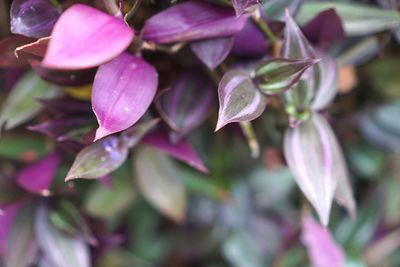 Close-up of pink flowering plant