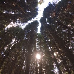 Low angle view of trees in forest against sky