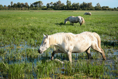 Side view of horses on grassy field