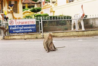 View of a cat lying on road