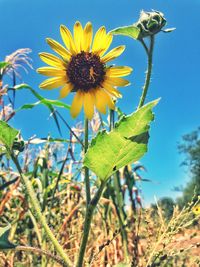 Close-up of yellow flower blooming in field against clear sky