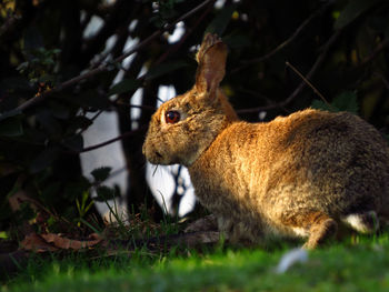 Bunny on a field