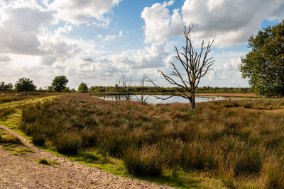 Scenic view of field against sky