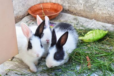 High angle view of rabbits