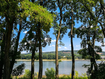 Trees by lake against sky