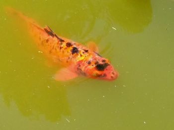 High angle view of crab swimming in sea