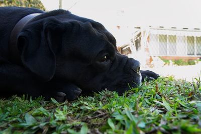 Close-up of dog relaxing on grass