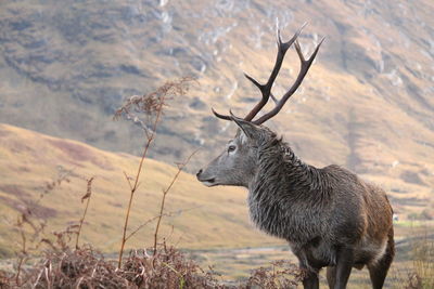 Deer standing on field