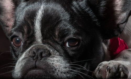 A cute black and white french bulldog dog head portrait with cute expression in the wrinkled face.