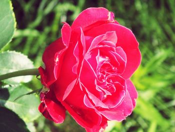 Close-up of red rose blooming outdoors