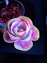 Close-up of purple rose