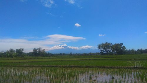 Scenic view of agricultural field against sky