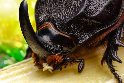 Close-up of insect