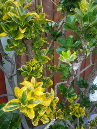 Close-up of yellow flowering plant in yard