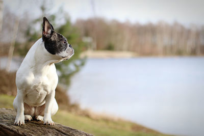 Close-up of a dog looking away