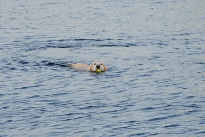 Duck swimming in sea