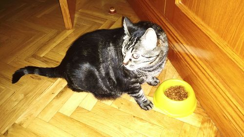 Close-up of cat on table