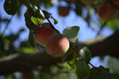 Low angle view of fruits growing on tree