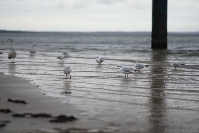 Seagulls on a lake