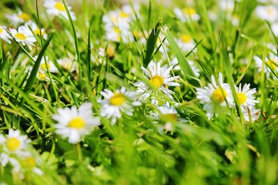 White flowers blooming in spring