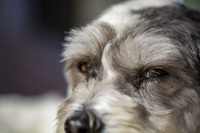 Close-up portrait of dog