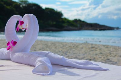 Close-up of pink rose on beach