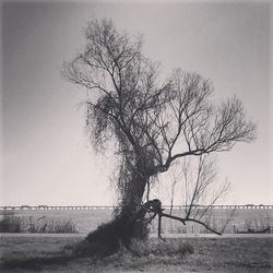 Bare trees on grassy field