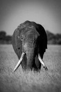 Mono african bush elephant stands facing camera