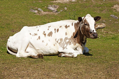 A large white cow lying and resting on the grass
