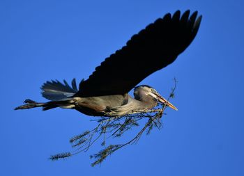 Low angle view of bird flying against blue sky