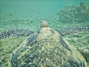 High angle view of crocodile in sea against sky