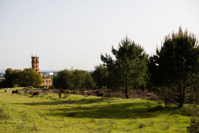 View of trees on field against clear sky