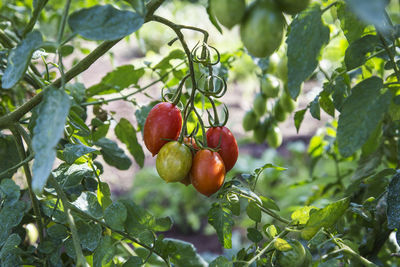 Bunch of tomatoes in the vegetable garden