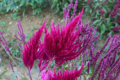 Close-up of pink flowering plant