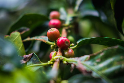 Close-up of berries growing on tree