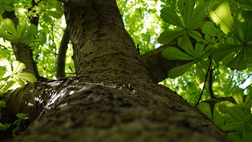 Low angle view of trees