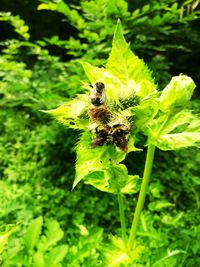 Close-up of bee on flower