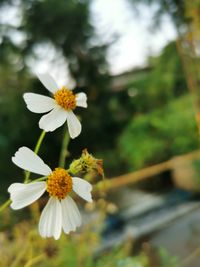 Close-up of white flowering plant