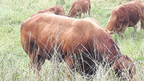 Horses grazing in a field