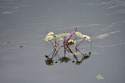 High angle view of insect on lake